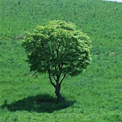 美国据悉在评估油价每桶200美元的极端情境 但白宫否认